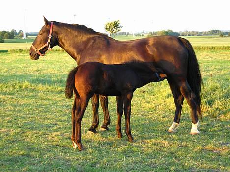Oldenborg Bessie af Bækkeskov - Fra d. 28. juni 2005 - Bessie er i færd med det, hun er allerbedst til.. At være mor :-) billede 4