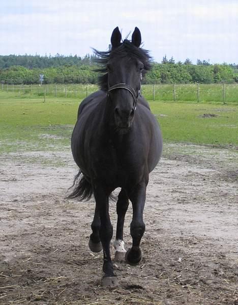 Anden særlig race Grande Benjamin O'nalli. - Han har lige opdaget jeg står ved ledet og venter på ham.. Taget den 8/6-05 billede 6