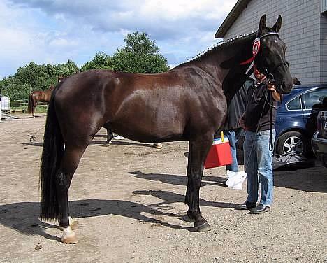 Oldenborg Alexia af Vodagergård - Fra d. 6. augst 2005 - Alexia med sin rosette til eliteskue billede 1