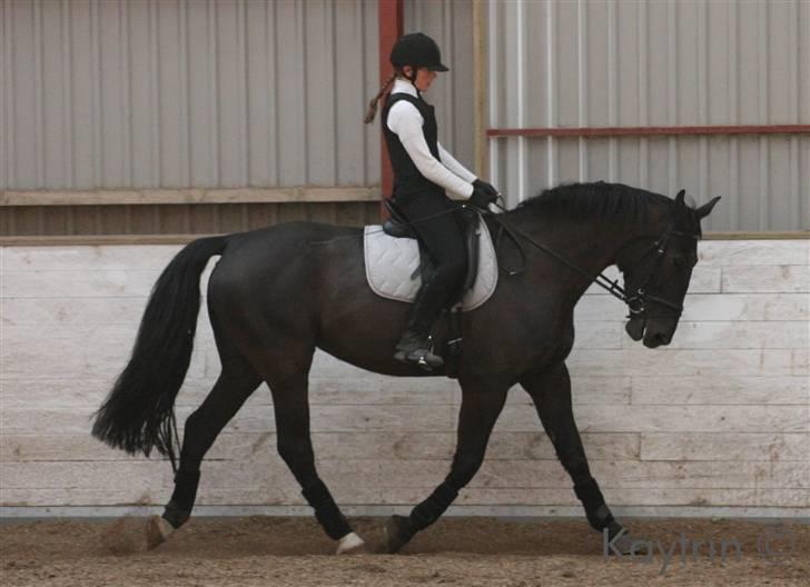 Oldenborg Alexia af Vodagergård - Fra april 2007 - Julie og Alexia træner dressur - Billedet er venligst udlånt af www.kaytrinfoto.dk billede 2