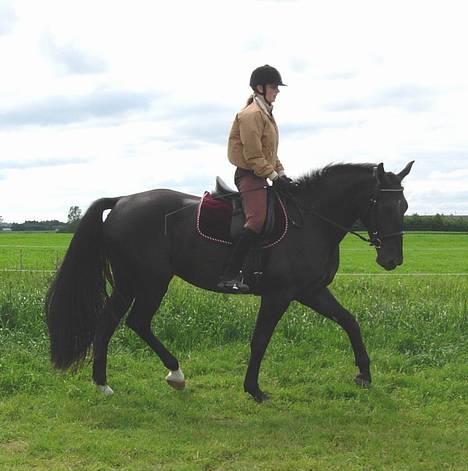 Oldenborg Alexia af Vodagergård - Fra d. 12. juni 2005 - Første gang Julie rider hende :-) billede 4