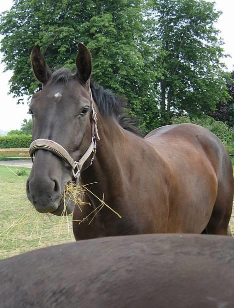 Oldenborg Alexia af Vodagergård - Fra d. 28. juli 2005 - Uh, det er godt med lidt hø billede 5