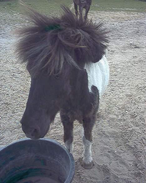 Anden særlig race Lurifax <3hvil i fred <,3 - tørstig billede 8