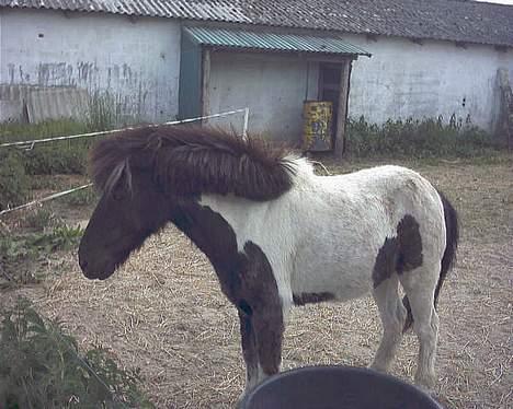 Anden særlig race Lurifax <3hvil i fred <,3 - havd er det??? billede 9