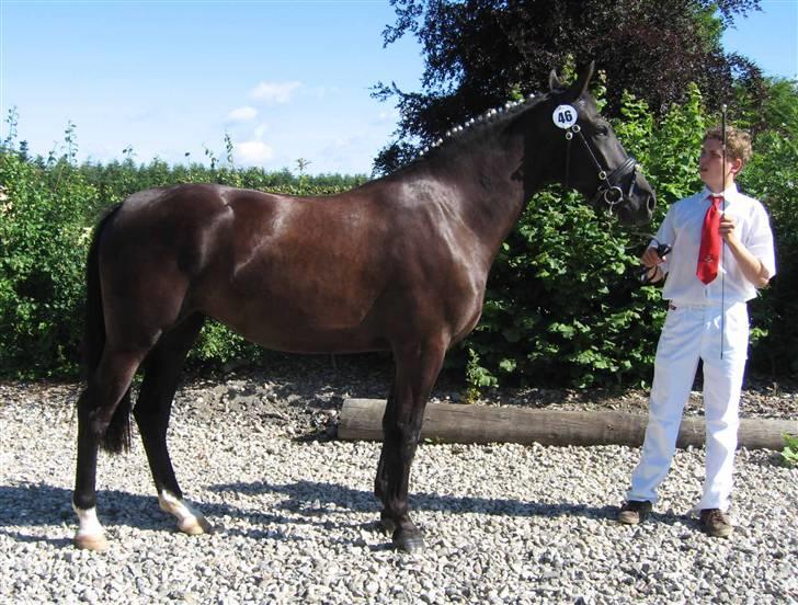 Oldenborg Bell af Vodagergård - Fra d. 15. juli 2007 - Bell til kåring i Ringsted billede 1