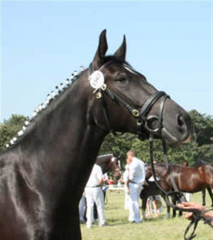 Oldenborg Bell af Vodagergård - Fra d. 8. juni 2007 - Dejligt udtryk hun har her :-) billede 2