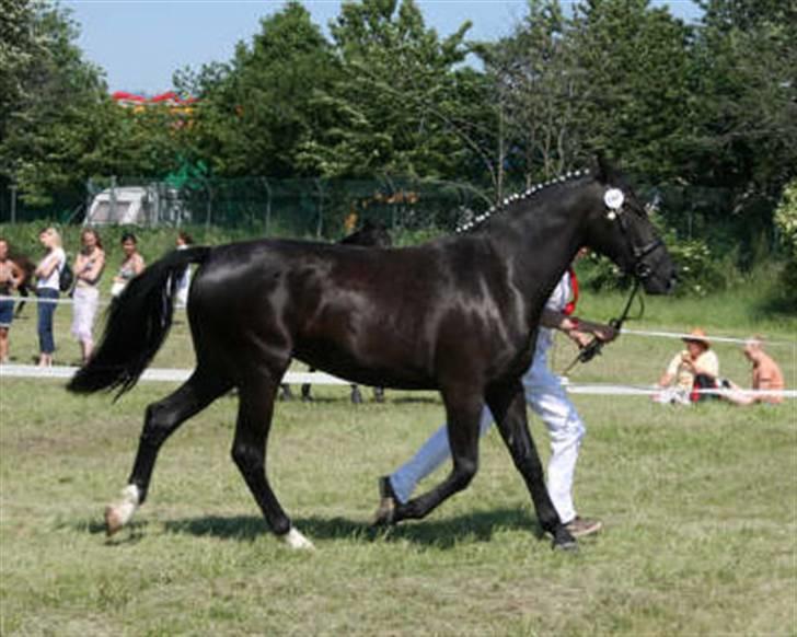 Oldenborg Bell af Vodagergård - Fra d. 8. juni 2007 - 3-årige Bell vises frem i trav til Roskilde Dyrskue 2007 billede 3