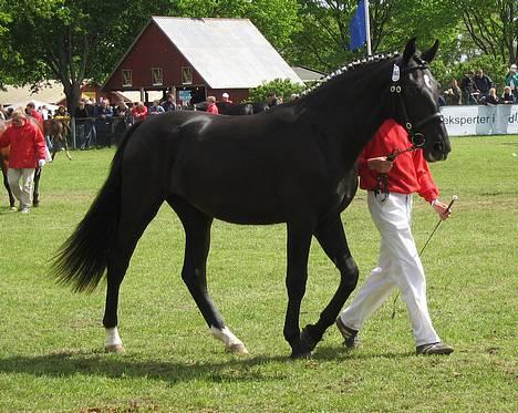 Oldenborg Bell af Vodagergård - Fra d. 26. maj 2006 - 2-årige Bell til karakteristik i den store ring på Roskilde Dyrskue billede 4
