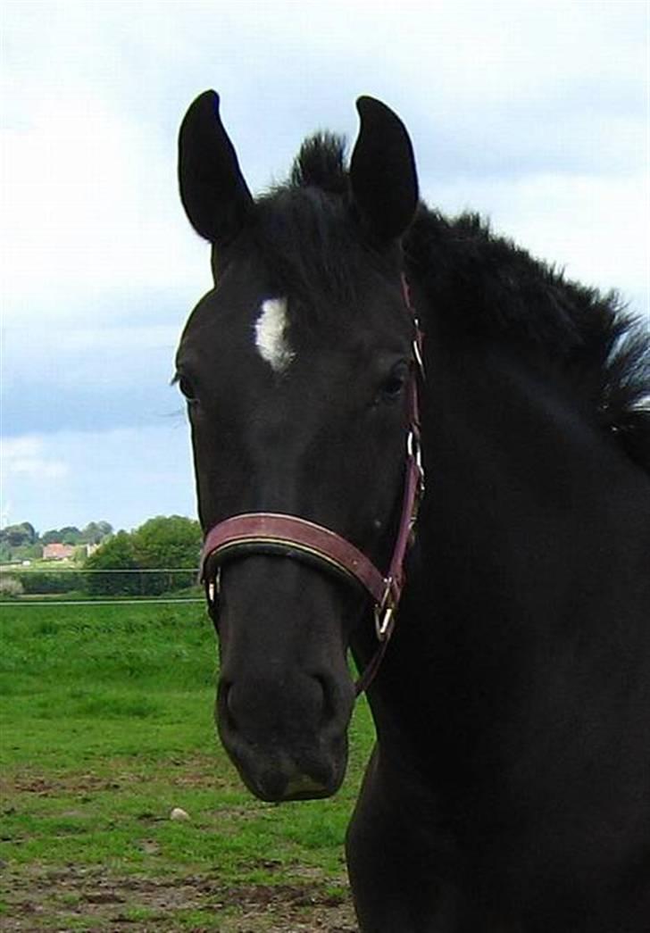Oldenborg Bell af Vodagergård - Fra d. 29. maj 2006 - Smukke Bell på folden. Hun er kun 2 år her, selv om hun ser ældre ud. billede 5