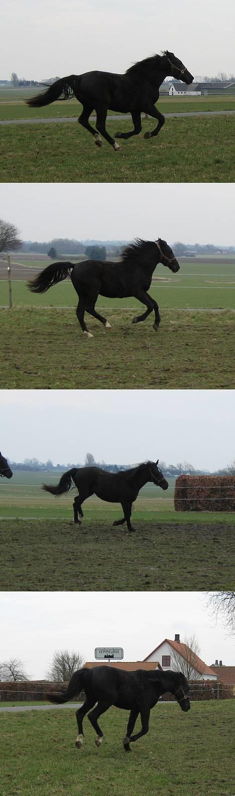 Oldenborg Bell af Vodagergård - Fra d. 8. april 2006 - 2-årige Bell fyrer krudt af på folden. Hun løb STÆRKT på det første billede *S* billede 6