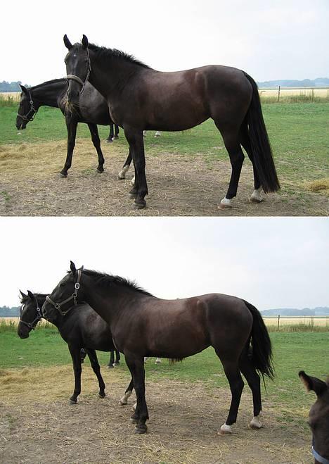 Oldenborg Alexia af Vodagergård - Fra d. 28. juli 2005 - Et par skønne billeder af den smukke hest på folden :-) Er hun ikke bare en flot oldenborg :-D billede 6