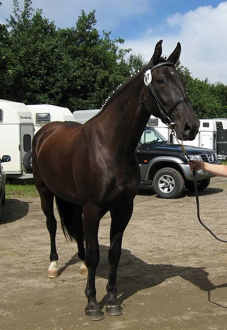 Oldenborg Alexia af Vodagergård - Fra d. 6. august 2005 - Alexia til eliteskue billede 7