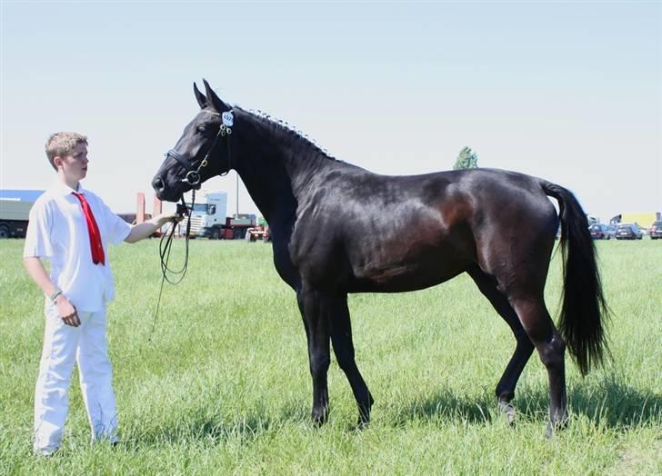 Oldenborg Cleo af Vodagergård - Fra d. 6. juni 2008 - Cleo som 3 års til Roskilde Dyrskue billede 1