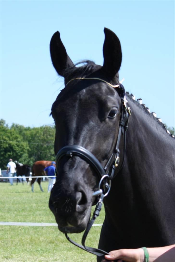 Oldenborg Cleo af Vodagergård - Fra d. 6. juni 2008 - Cleo til Roskilde Dyrskue billede 4