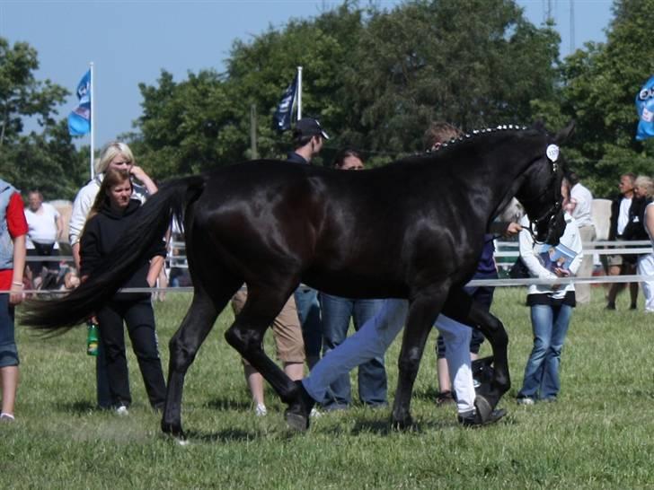 Oldenborg Cleo af Vodagergård - Fra d. 6. juni 2008 - Cleo mønstres i trav til Roskilde Dyrskue billede 5