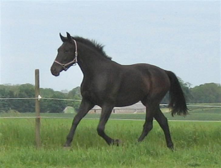 Oldenborg Cleo af Vodagergård - Fra d. 3. juni 2007 - Cleo i trav på folden. billede 6