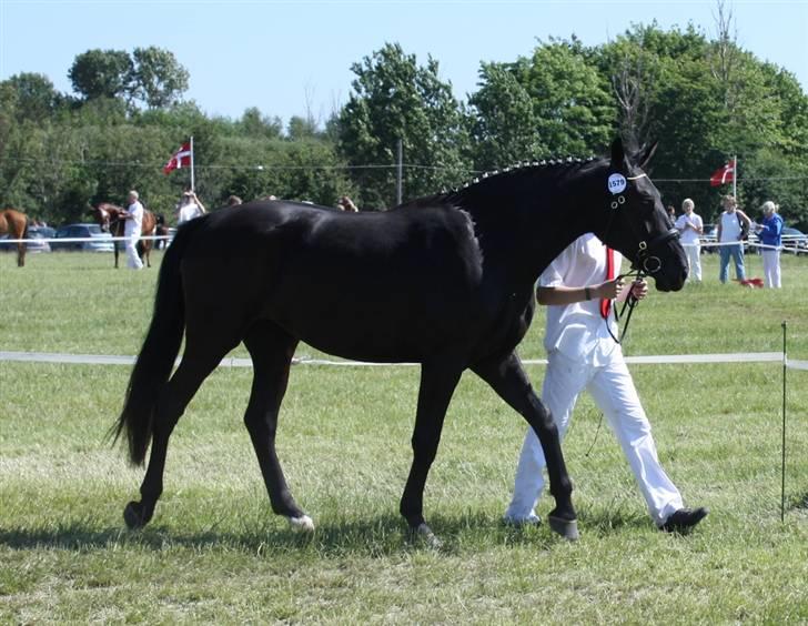 Oldenborg Cleo af Vodagergård - Fra d. 6. juni 2008 - Cleo bliver fremvist for dommerne i skridt under Roskilde Dyrskue billede 8