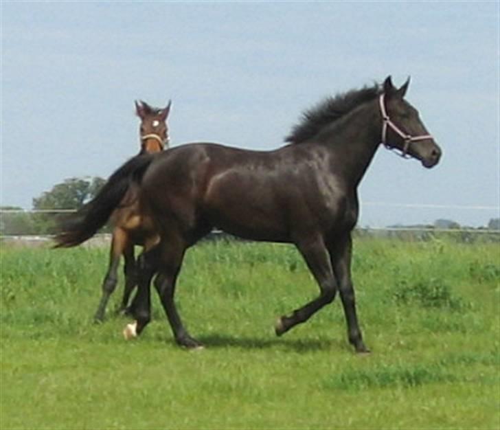 Oldenborg Cleo af Vodagergård - Fra d. 3. juni 2007 billede 9