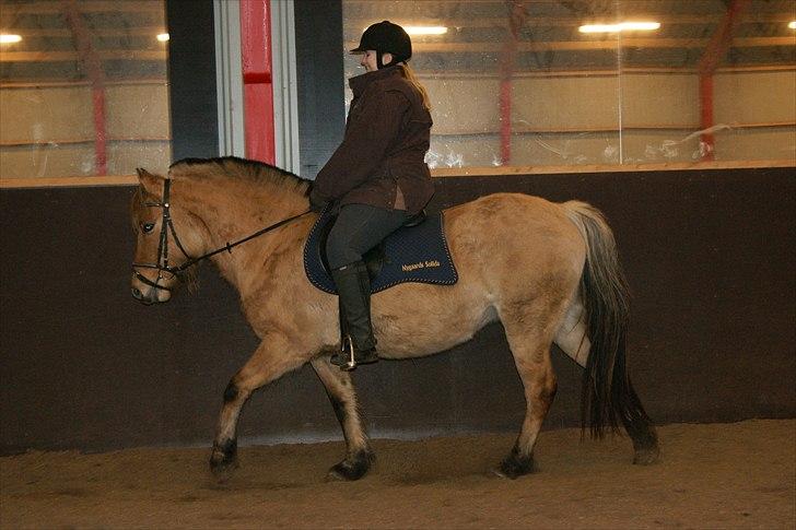 Anden særlig race Nygaards Solida - 2. gang jeg rider min Solida d. 13/1-11 billede 8