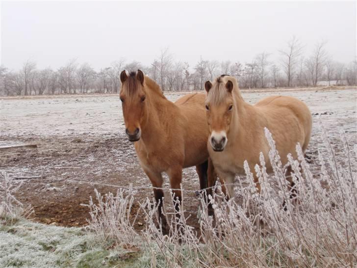Anden særlig race Nygaards Solida - 2 gange supermule d.31/12-08 billede 13