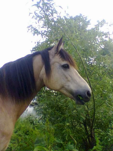 Connemara Mosens Rose Maree - (d. 8 Juni 2005) Man kan ik se min lil´ pii er 20 år gammel da :) billede 8