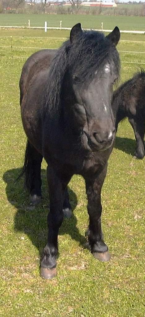 Anden særlig race Tarzan (Brumbassen) R.I.P billede 8