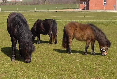 Anden særlig race Tarzan (Brumbassen) R.I.P billede 9