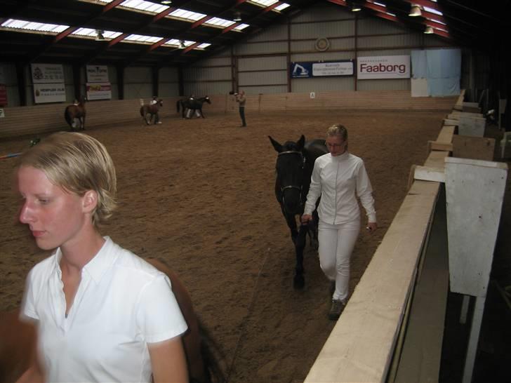 New Forest Åbakkens Mayfield SOLGT - Kåring 07 billede 3