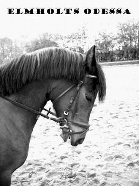 New Forest Elmholts Odessa SOLGT billede 7