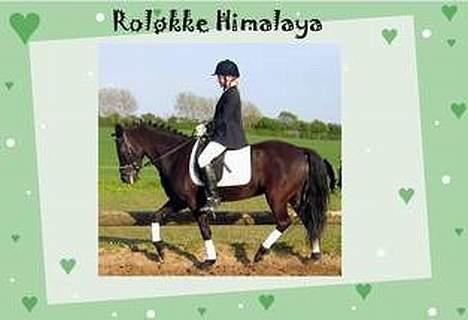 New Forest Roløkke Himalaya SOLGT billede 9