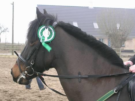 Anden særlig race Moonlight - Da vi havde vundet en 3.plads i LC =)  ( Ingen kommentarer om manen ;D  Lalala, )  billede 15