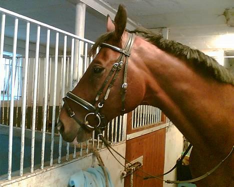 Dansk Varmblod Ra * Død*  - Er på vej ud og ride  billede 1