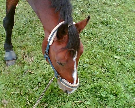 Dansk Varmblod Ra * Død*  billede 2