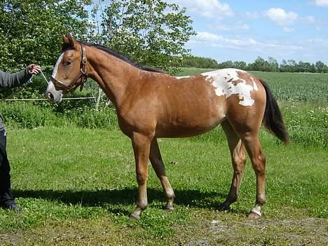 Knabstrupper Sanders Babe - Sommer 2005 billede 10