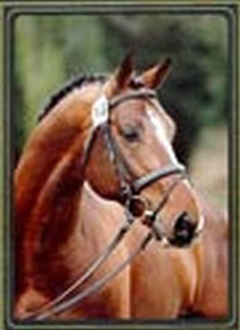 Dansk Varmblod Ra * Død*  - hans far hehe  billede 3