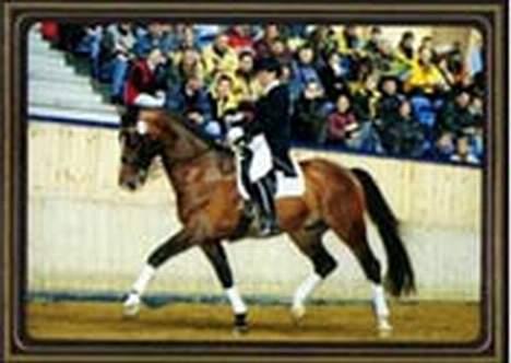 Dansk Varmblod Ra * Død*  - hans far igen hehe billede 4