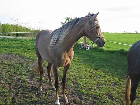 Arabisk fuldblod (OX) RM Qidar OX 3827 - Qidar på folden i Jylland billede 4