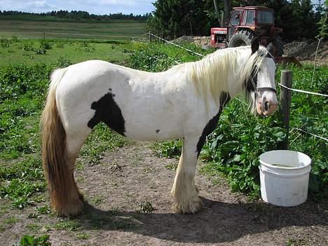 Irish Cob Irish Silver Mane  billede 2