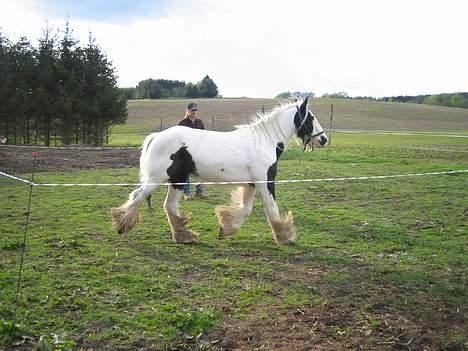 Irish Cob Irish Silver Mane  - Træning billede 4