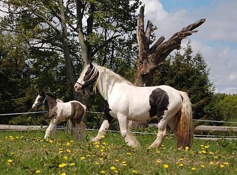 Irish Cob Irish Silver Mane  billede 5