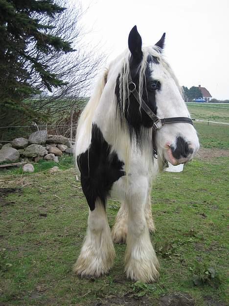 Irish Cob Irish Silver Mane  - Lige ankommet. Meget pels billede 8