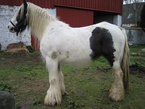 Irish Cob Irish Silver Mane  - Lige ankommet billede 9