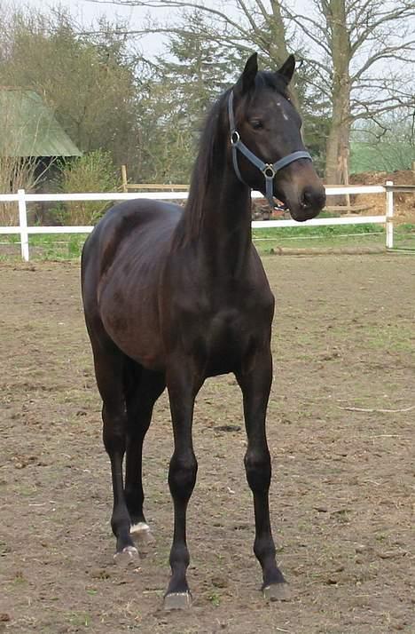 Dansk Varmblod CAPO CRIMINI SOLGT - Capo står her og kigger.... billede 1