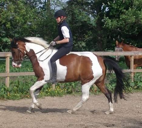Pinto Isabaue - Her rider Sofie Isabaue uden sadel.....og hun var bare sød... billede 2