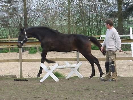 Dansk Varmblod CAPO CRIMINI SOLGT - Vi har et lille spring, som vi leger med føllene ude på folden.....Her springer Capo.. billede 2