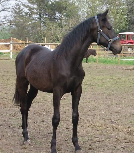 Dansk Varmblod CAPO CRIMINI SOLGT - ER jeg ikke bare dejlig, når jeg står sådan her... billede 3