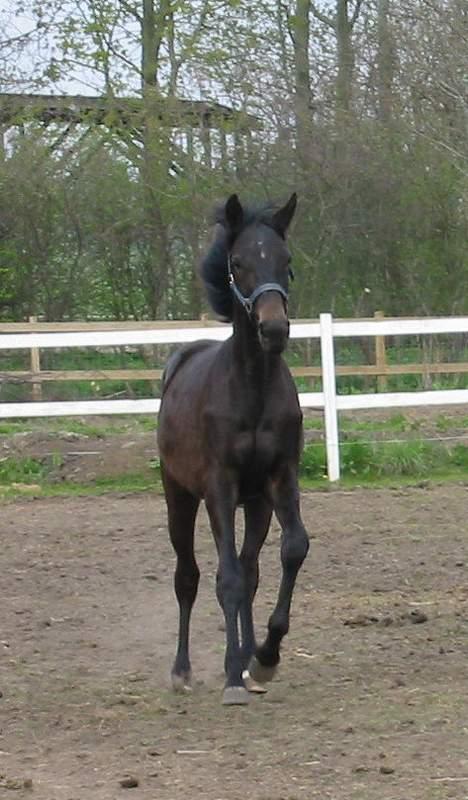 Dansk Varmblod CAPO CRIMINI SOLGT - Og her kommer jeg i fuld galob... billede 4