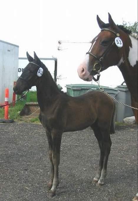 Dansk Varmblod CAPO CRIMINI SOLGT - Her blev jeg fløjvinder og fik 1. plads, 9 i type og 8 i helhed i Pintoforeningen, ensf. føl billede 5