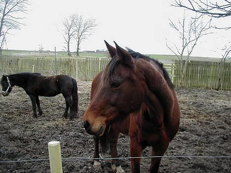 Anden særlig race Dipsy billede 16