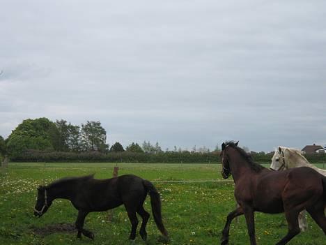 Anden særlig race Dipsy billede 17
